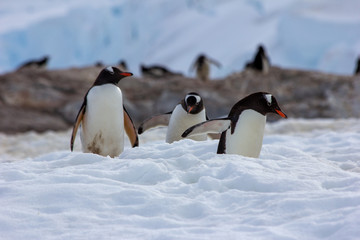 gentoo penguins antarctica