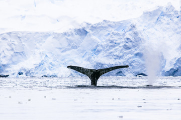 humpback whale tail