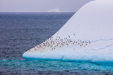penguins on iceberg global warming
