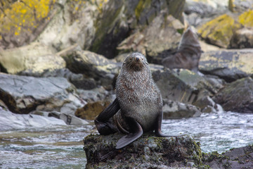 fur seal on rocks