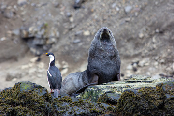 seal on the beach with bird