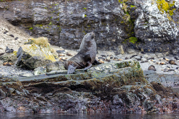 seal on the rocks