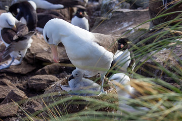 seagull with chick