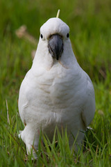 Close Up Shot of a Cockatoo