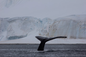 humpback whale