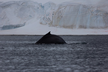 humpback whale tail