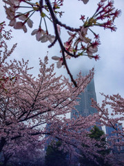 Cherry Blossoms in Japan 