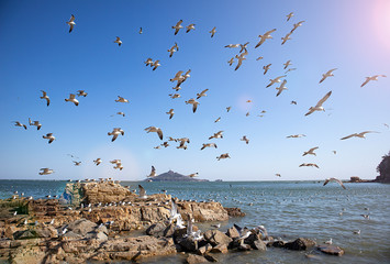 a flock of seagulls flying in the sea