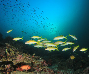 Fototapeta na wymiar Coral reef and fish underwater photo 