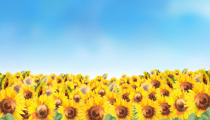 Obraz premium ひまわり畑風景