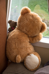 Bears in Windows 