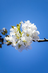 Wild cherry  blossom white flower ball at trees branch flowering spring orchard fruit growing blue sky ecology background 