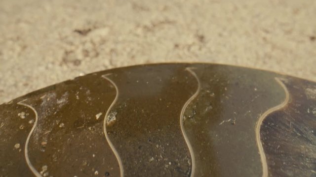 Epic macro slide across the polished fossil of an ancient sea creature called an ammonite which existed during the Devonian Era.
