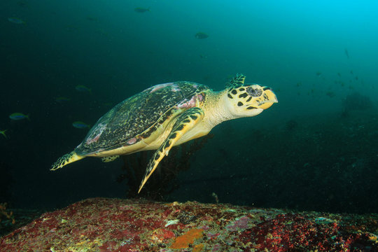 Hawksbill Sea Turtle underwater photo 