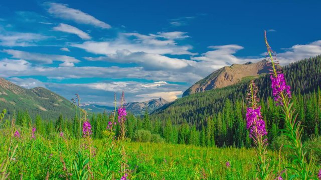 Vibrant Wild Flower Purple Mountain Range Overlook Time Lapse Timelapse Time-Lapse 4K