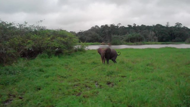 Beautiful African forest elephant walking next to the river in Loango National Park, drone shot in Gabon