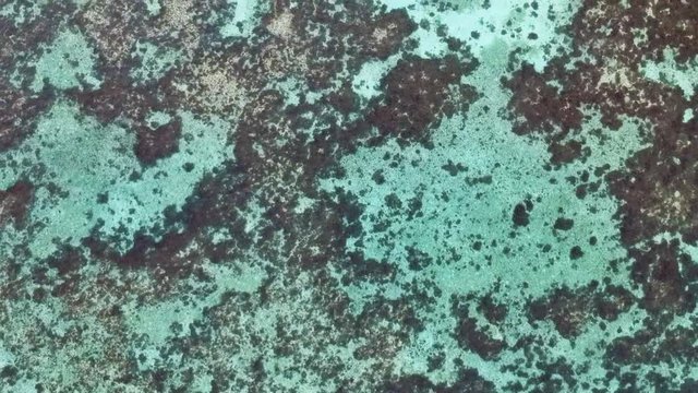 Aerial top down view of beautiful Coral and turquoise blue sea at Oslob Quartel beach, Cebu, Philippines