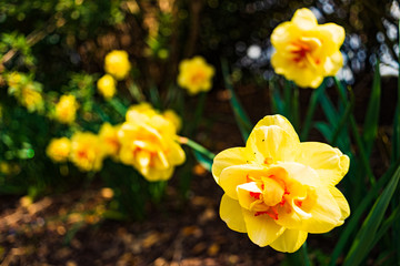 Yellow Daffodil Narcissus flowers outdors in spring. Nature flowers background
