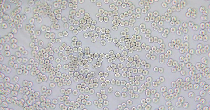 Human blood microscopy thin film at 600x in phase contrast light