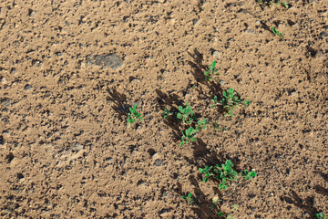green grass and soil