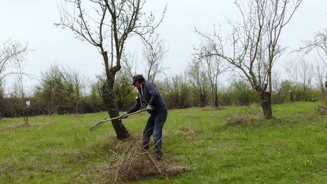 A Man Cleaning The Garden Raking Fallen Dried Plum Tree Debris During The Spring In Bulgaria - Medium Shot