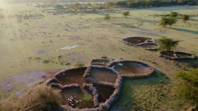 Cows in the savanna going to shelter in the afternoon. Tanzania. Aerial view flying sideways.