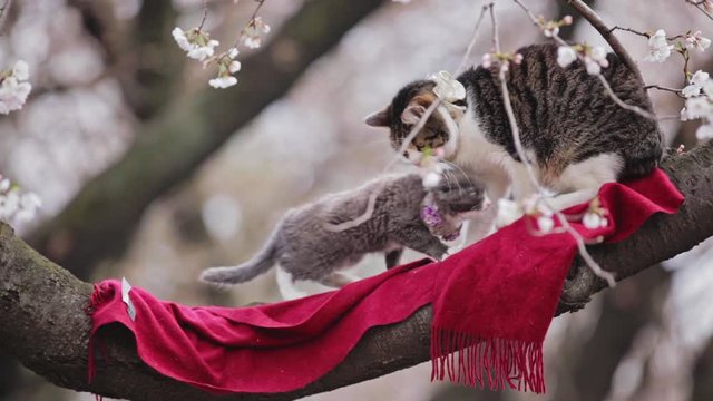 Medium Shot of one kitten and a cat on a cherry tree branch in Ueno Park in Tokyo, Japan