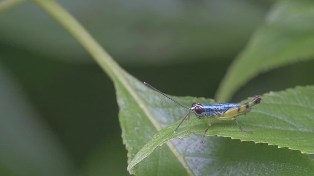 Painted Grasshopper insect sits on edge of a leaf of Strobilanthes plant feeling the light rains and waiting to jump off to other place in search of food in the Western Ghats of India