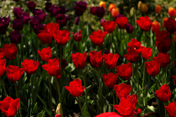 Red Tulips Bulbs blossom on flower bed flower bed, spring time.