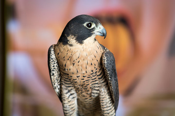 Aplomado Falcon Upstate New York Adirondacks Winter Raptor Fest