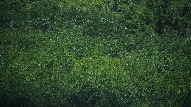 marea verde