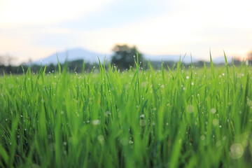 Fototapeta premium Blur green and yellow bokeh for background, green bokeh from tree. 