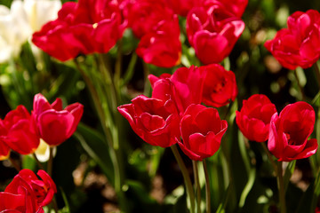 Red Tulips Bulbs blossom on flower bed flower bed, spring time.