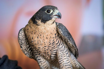 Aplomado Falcon Upstate New York Adirondacks Winter Raptor Fest