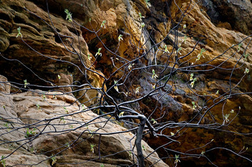A sapling with new spring leaves against earth tone shades of a sandstone canyon wall.