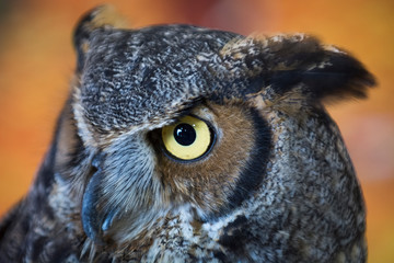 Owl Upstate New York Adirondacks Winter Raptor Fest