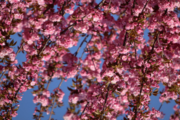 Cherry tree (sakura) blossom with pink flowers in the garden, macro, blue sky background.