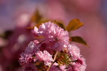 Fototapeta premium Cherry tree (sakura) blossom, light pink flowers blooming on the tree. Spring blooming background.