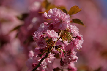 Cherry tree (sakura) blossom, light pink flowers blooming on the tree. Spring blooming background.
