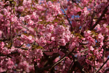 Cherry tree (sakura) blossom, light pink flowers blooming on the tree. Spring blooming background.
