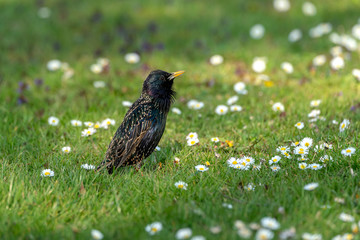Common starling (Sturnus vulgaris) looking for feed on a meadow in spring