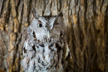 Owl Upstate New York Adirondacks Winter Raptor Fest