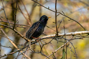 Common starling (Sturnus vulgaris) on a branch singing