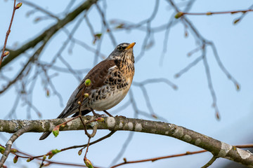 Fieldfare (Turdus pilaris) resting in a tree
