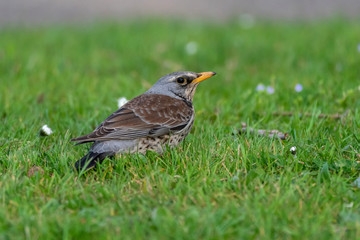 Fototapeta premium Fieldfare (Turdus pilaris) resting in a meadow