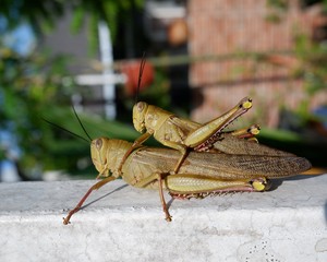 green grasshopper on the ground