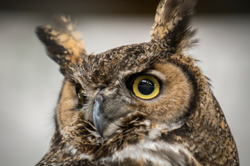 Owl Upstate New York Adirondacks Winter Raptor Fest