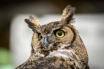 Owl Upstate New York Adirondacks Winter Raptor Fest