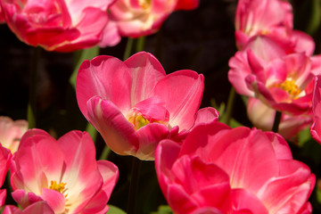 Rosy Tulip opened Bulbs blossoms in the botanical garden, spring time. Macro