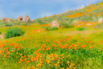 California Poppies fill a hillside mixed in with boulders.